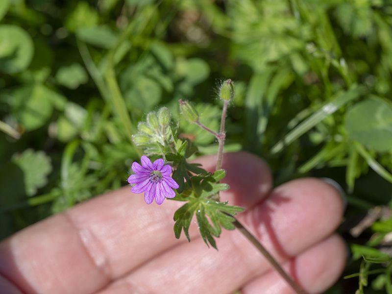 Geranium molle